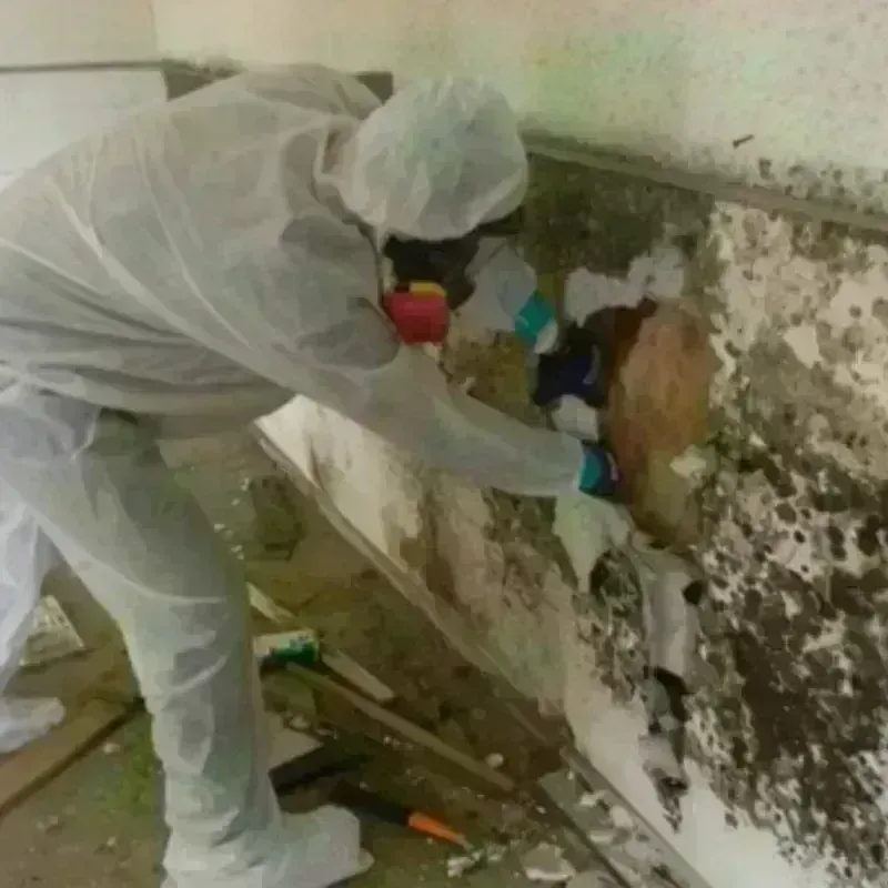 Mold Remediation and Removal in Simpson County, KY